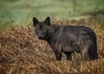 Kapen pamje të ulkonjës së zezë në Kamenicë, specie në zhdukje