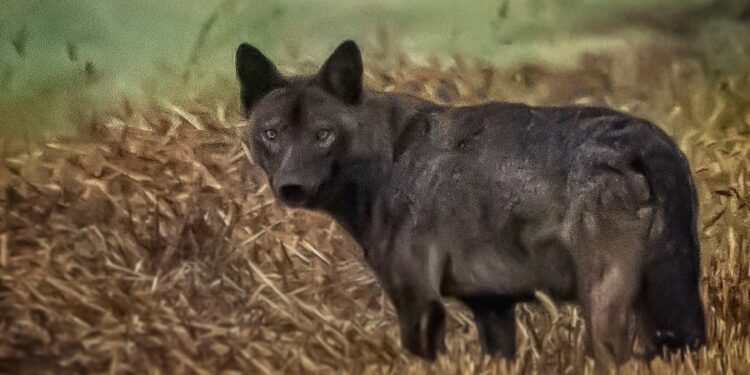 Kapen pamje të ulkonjës së zezë në Kamenicë, specie në zhdukje