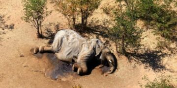 Zhdukje masive e elefantëve në Bostwana, zbulohet helmimi që iu bë