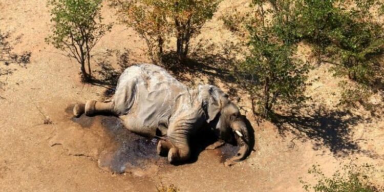 Zhdukje masive e elefantëve në Bostwana, zbulohet helmimi që iu bë