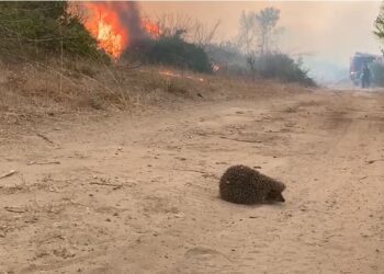 Momenti kur iriqi “ia mbath me të katërta” – zjarri në pyllin e Porosit rrezikon gjallesat e egra