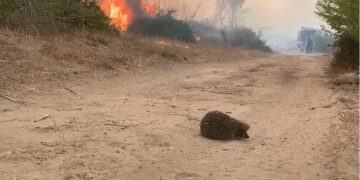 Momenti kur iriqi “ia mbath me të katërta” – zjarri në pyllin e Porosit rrezikon gjallesat e egra