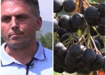 Prizrenasi që punon në Zvicër kultivon aroninë në vendlindje