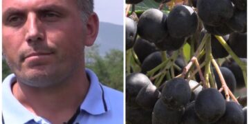Prizrenasi që punon në Zvicër kultivon aroninë në vendlindje