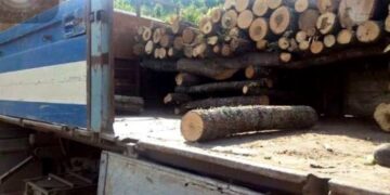 Vjeshta në derë, sa po shkojnë çmimet e drunjve sivjet në Kosovë