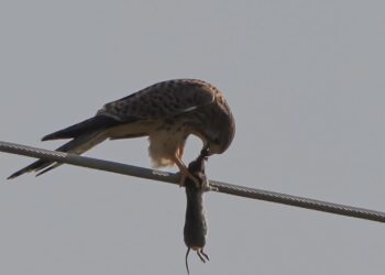 Fotografi i njohur kosovar kap momentin kur skifteri ushqehet me prenë e tij