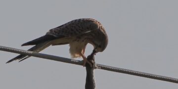 Fotografi i njohur kosovar kap momentin kur skifteri ushqehet me prenë e tij