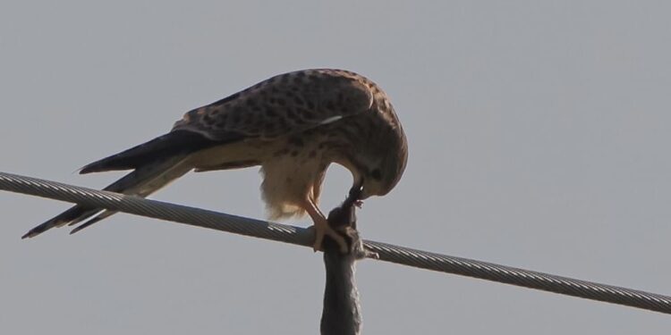 Fotografi i njohur kosovar kap momentin kur skifteri ushqehet me prenë e tij