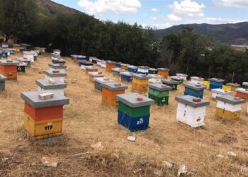 Hajnat vjedhin 80 koshere me bletë në Pejë