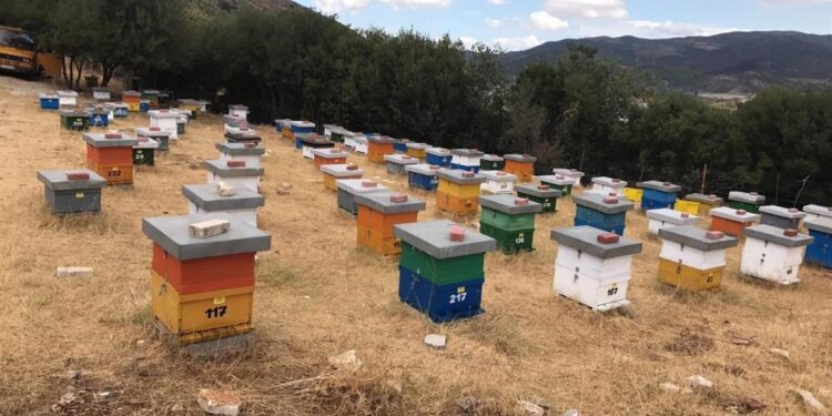 Hajnat vjedhin 80 koshere me bletë në Pejë