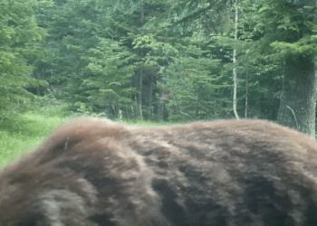 Ariu i kalon para kamerës, por fotografi kosovar kësaj radhe nuk pati fat