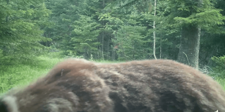 Ariu i kalon para kamerës, por fotografi kosovar kësaj radhe nuk pati fat