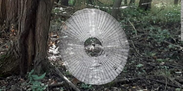 Merimanga e Misurit krijon një rrjetë mjaftueshëm të madhe sa për të kapur një njeri