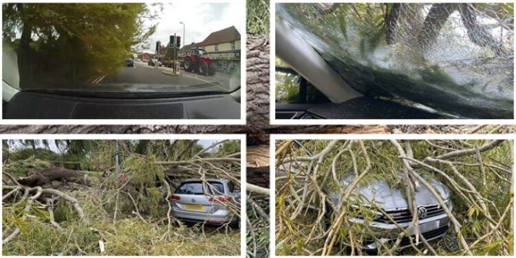 Pema gjigante papritmas bie mbi veturë, shoferi shpëton mrekullisht