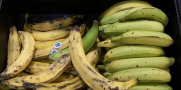 Në vitin 2021 mund të mos kemi banane në tavolinë, shpërthimi i vullkanit shkatërroi plantacionet e eksportuesit më të madh në botë