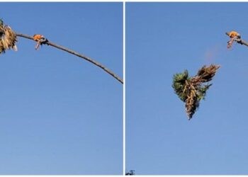 U ngjit në maje të palmës për t’ia krasitur degët, burri shpëton mrekullisht