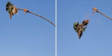 U ngjit në maje të palmës për t’ia krasitur degët, burri shpëton mrekullisht