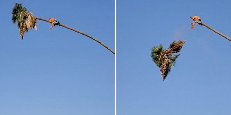 U ngjit në maje të palmës për t’ia krasitur degët, burri shpëton mrekullisht