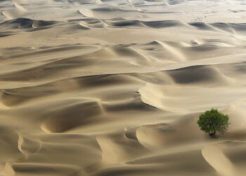 Zbulohen 1.8 miliardë pemë në shkretëtirën e Saharasë