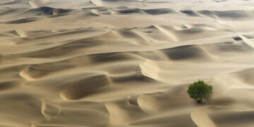 Zbulohen 1.8 miliardë pemë në shkretëtirën e Saharasë