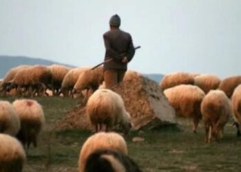 E la Zvicrën dhe u kthye në Kosovë për t’u bërë blegtor