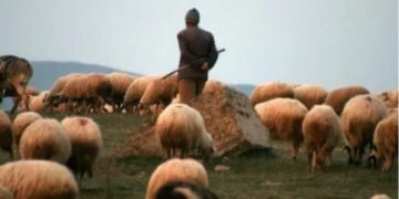 E la Zvicrën dhe u kthye në Kosovë për t’u bërë blegtor