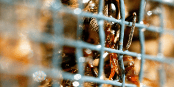 Si ushqehen bletët, pamje në xhirime të ngadalësuar