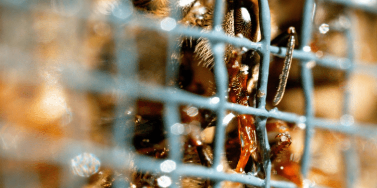 Si ushqehen bletët, pamje në xhirime të ngadalësuar