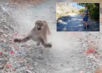 Gjashtë minutat më vështira në jetë, alpinisti për pak sulmohet nga puma