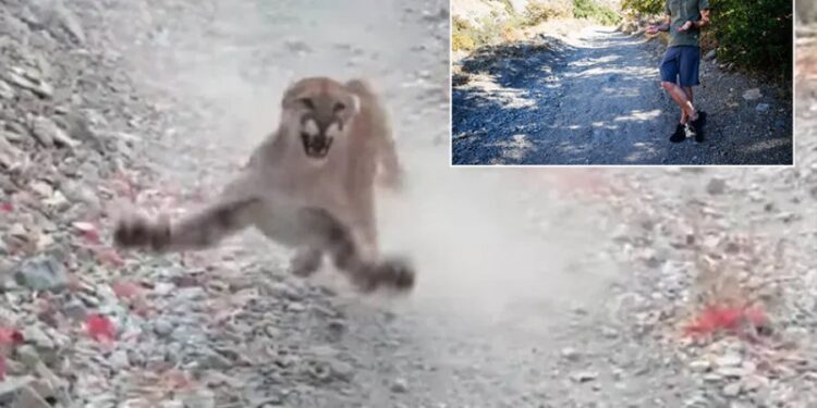 Gjashtë minutat më vështira në jetë, alpinisti për pak sulmohet nga puma