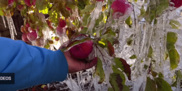 Pamje e trishtë: Mollët ngrihen nga acari, mbesin pa u vjelur