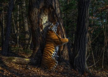 11 orë për pozën perfekte, tigri që përqafon pemën shpallet foto më e bukur nga bota e kafshëve të egra