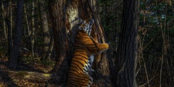11 orë për pozën perfekte, tigri që përqafon pemën shpallet foto më e bukur nga bota e kafshëve të egra