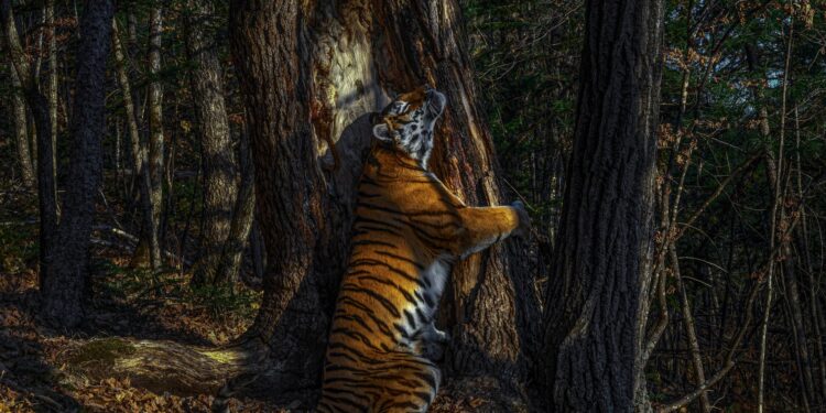 11 orë për pozën perfekte, tigri që përqafon pemën shpallet foto më e bukur nga bota e kafshëve të egra