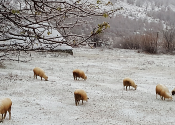 Bie bora e parë në Shqipëri