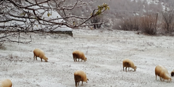 Bie bora e parë në Shqipëri
