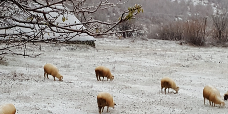 Bie bora e parë në Shqipëri