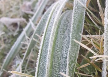 Moti për ditën e sotme