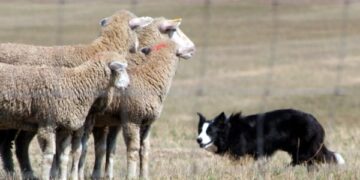 Qeni kthen një fermë në masakër, sulmon dhe ha 16 dele