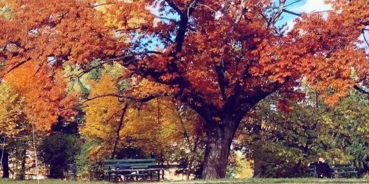 Moti nesër dhe ditëve në vazhdim! (11.11.2020.) E Mërkurë