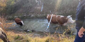 Dy lopë në Deçan bien në kanal – intervenon komuna