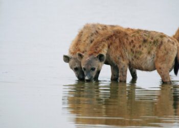 Hienat vrasin një person në Zimbabve, e tërhoqën zvarrë rreth 300 metra derisa ishte ne gjumë