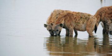Hienat vrasin një person në Zimbabve, e tërhoqën zvarrë rreth 300 metra derisa ishte ne gjumë