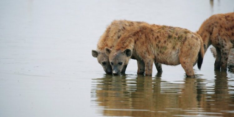 Hienat vrasin një person në Zimbabve, e tërhoqën zvarrë rreth 300 metra derisa ishte ne gjumë