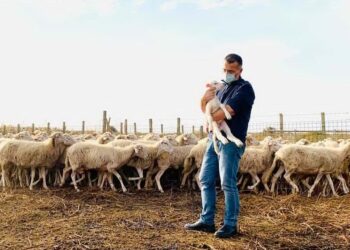 Bariu doli pozitiv me Covid, kryetari i Komunës e ndihmon duke ruajtur delet