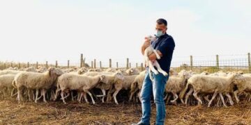 Bariu doli pozitiv me Covid, kryetari i Komunës e ndihmon duke ruajtur delet