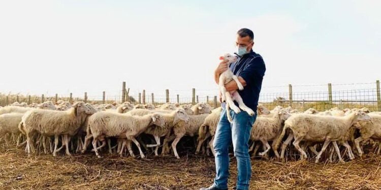 Bariu doli pozitiv me Covid, kryetari i Komunës e ndihmon duke ruajtur delet