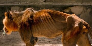 I kequshqyer e i keqtrajtuar – gjendja e një luani brenda “kopshtit të ferrit”