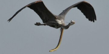 Fotot tronditëse tregojnë se si ngjala del nga barku i zogut gjatë fluturimit