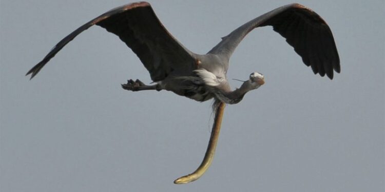 Fotot tronditëse tregojnë se si ngjala del nga barku i zogut gjatë fluturimit